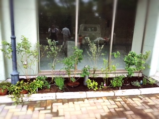 お店の花壇が完成。今後の成長が楽しみ〜。　