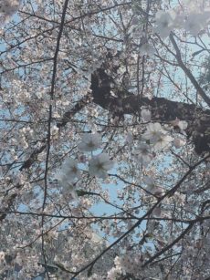 桜のような人生を。moe
